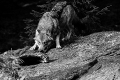 wolf-bw